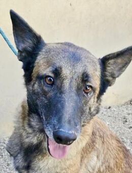 Kene, zutraulich, lernwillig, freundlich - Westerholt