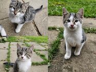 Kitten suchen neues Zuhause - Kirchheim (Teck)