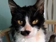 💖 Sanfte Mieze Kremi 💖 - Eislingen (Fils)