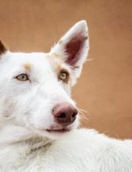 Flaca, wunderschön - Kettershausen