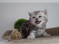 Bkh Kitten mit Stammbaum - Müllheim Zentrum
