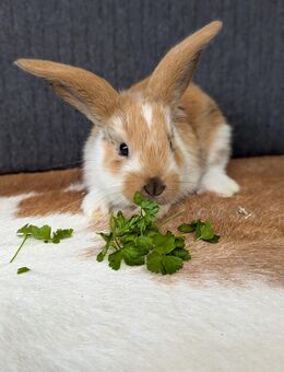 Zwergkaninchen Hasen Kaninchen - Neuhausen (Fildern)