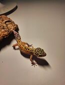 Leopardgecko Eigenenachzucht zuverkaufen in 07545