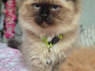 Ein Perser Birma Kater sucht noch - Berlin Reinickendorf