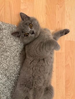 BKH Kater Abgabebereit - Düren