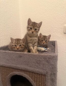 🐾 Britisch Kurzhaar Tabby Kitten – liebevoll & typvoll abzugeben! 🐾 - Hagen (Stadt der FernUniversität)
