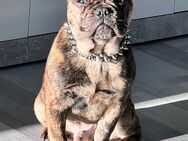 Französische Bulldogge Rüde 8 Monate - Langenhagen