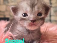 Maine Coon Kitten mit tollen Farben - Bad Harzburg