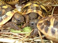 Griechische Landschildkröten aus 2023. Reservierung möglich. - Gifhorn