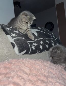 BKH kitten - Aachen