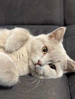 Kater BKH - Recklinghausen