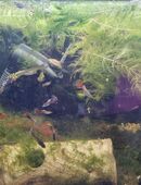 Guppy Guppys Männlich Weiblich und Babys in 68753