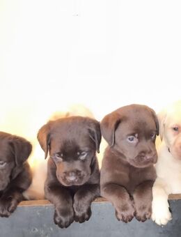 Labrador Showline - Schlotheim Zentrum