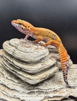 Traumhaft schöne Leopardgeckos super zahm - Jüchen