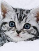 BKH Kitten Kätzchen Reinrassige in 42281