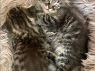 BKH&BLH Silver Tabby Classic (spotted) - Köln