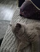 Bkh kitten lilac in 13051