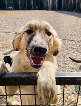 Liesa- liebevolle Hundedame sucht dich ❤ - München