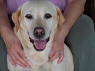 Labrador Luna sucht ihre Familie - Neuss