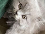 Bkh kitten - Ansbach