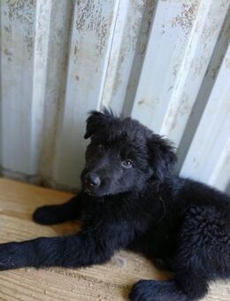 ❤️ Welpe Soot sucht ihr ForeverHome❤️ - Eislingen (Fils)