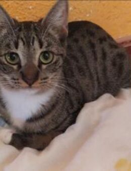 Pechvogel Sara in Köln(ALM) - Geisenheim