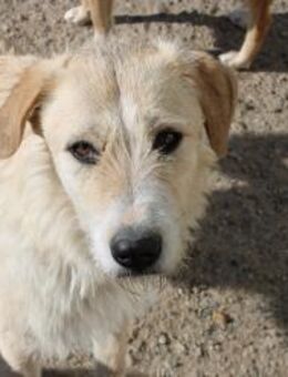 Strubbelnase Peaches sucht ihr Glück - Celle