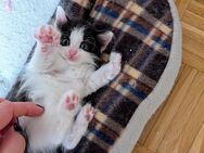 Süße sibirische Waldkatze Ragdoll Birma Mix Mädchen - Stammham (Landkreis Altötting)