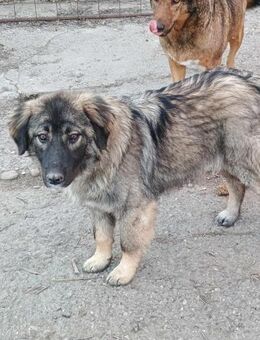 Lino - sucht seine Menschen - Celle