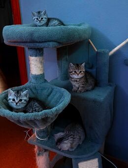 🐾 Süße BKH-Babykatzen abzugeben – 12 Wochen alt 🐾 - Koblenz