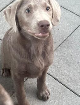 Labrador welpen mit Papieren und Gesundheitszeugnis - Manching