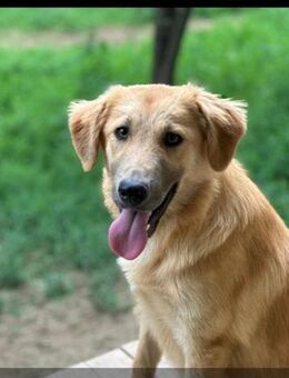 David, in Sicherheit geboren - Steinhagen (Nordrhein-Westfalen)