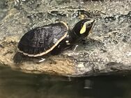 Wasserschildkröten Babys ~ Rotbauch Spitzkopfschildkröte - Elz