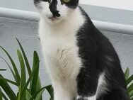 George sucht Familie mit Katzenbettchen - Neunkirchen (Saarland)