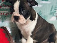 Gesunde, lebenslustige Boston Terrier Welpen - Berlin