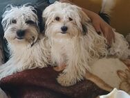 Malteser & Shi-tzu Welpen zu verkaufen - Gundremmingen