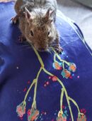 3 männliche Degus in 04328