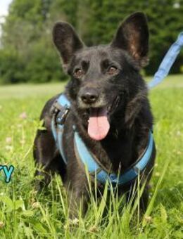 Beary- ruhig und zärtlich 01/2020 - Ruppertsecken