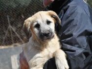 Colin sucht engen Familienanschluss - Neuss