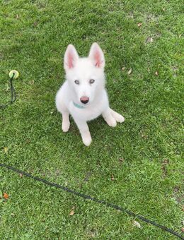 Husky Welpe - Herten