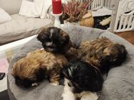 Shih-Tzu Mix Welpen - Ludwigslust