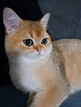 Reinrassiger BKH Kater - Bräunlingen