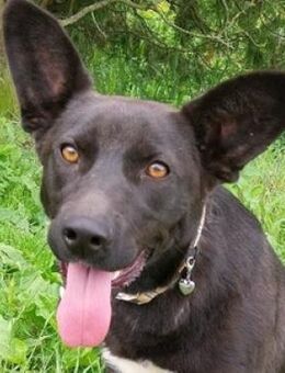 SYRIA möchte dich begleiten - Gefrees