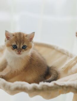Bkh Kitten Gold shaded - München Trudering-Riem