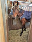 Biete Pflegebeteiligung in 44867