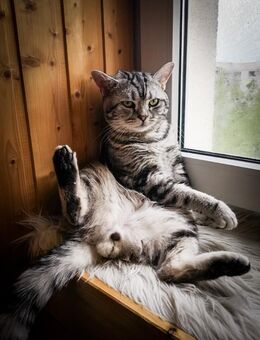 British Kurzhaar - BKH Deckkater ALVIN - Black Silver Classic Tabby - Dresden