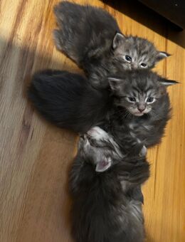 Main Coon Babys 🥰 - Oberhaching