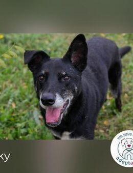 Miky: Sucht dich! - Kirchzell