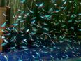 Aquarium Fisch; Neonsalmler / Neon-Tetra (Paracheirodon innesi) in 50374