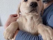 Labradorwelpe blond weiblich reinrassig Abgabebereit - Gerbstedt